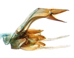 Male genitalia; North Carolina; J.B. Sullivan.