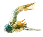 Male genitalia; North Carolina; J.B. Sullivan.