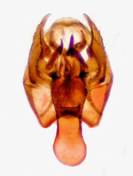 Male genitalia; Henderson County; Jim Petranka.