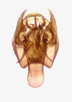 Male genitalia; Henderson County; Jim Petranka.