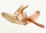 Male genitalia; Madison County; Jim Petranka.