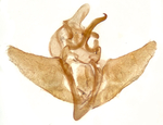 Male genitalia; Madison County; Jim Petranka.
