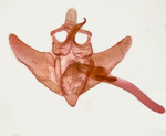Male genitalia; Madison County; Jim Petranka.