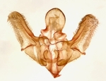 Male genitalia; Brunswick County; Jim Petranka.