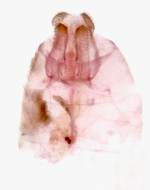 Male genitalia (in situ); Orange County; Jim Petranka.