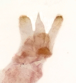 Male genitalia; Orange County; Jim Petranka.