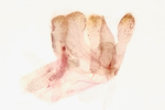 Male genitalia; Orange County; Jim Petranka.