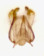 Male genitalia; Orange County; Jim Petranka.