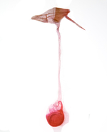 Female genitalia; Madison County; Jim Petranka.