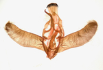 Male genitalia; Madison County; Jim Petranka.