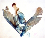 Male genitalia; Ashe County; J.B. Sullivan.