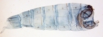 Male pelt; Ashe County; J.B. Sullivan.