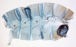 Female pelt; Ashe County; J.B. Sullivan.