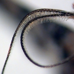 Male antenna; Ashe County; J.B. Sullivan.
