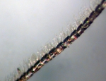 Female antenna; Ashe County; J.B. Sullivan.