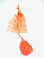 Female genitalia; Richmond County; Jim Petranka.
