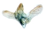 Male genitalia; Carteret County; J.B. Sullivan.