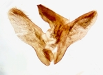 Male genitalia; Richmond County; Jim Petranka.