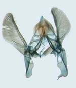 Male genitalia; North Carolina; J.B. Sullivan