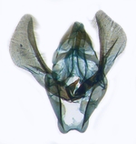 Male genitalia; North Carolina; J.B. Sullivan
