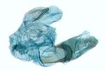 Aedeagus; North Carolina; J.B. Sullivan