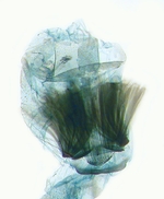 tergite; North Carolina; J.B. Sullivan
