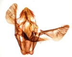 Male genitalia; Cumberland County; Jim Petranka.