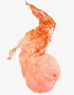 Female genitalia; Richmond County; Jim Petranka.