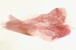 Aedeagus; Richmond County; Jim Petranka.