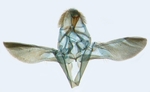 Male genitalia; North Carolina; J.B. Sullivan