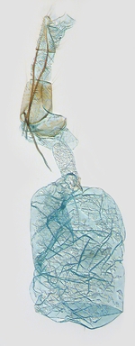 Female genitalia; Ashe County; J.B. Sullivan