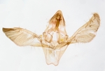 Male genitalia; Wake County; Jim Petranka.