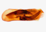 Male genitalia; Richmond County; Jim Petranka.