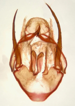 Male genitalia; Richmond County; Jim Petranka. 