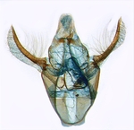 Male genitalia; North Carolina; J.B. Sullivan.