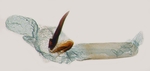Aedeagus; North Carolina; J.B. Sullivan.