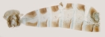 Male pelt; North Carolina; J.B. Sullivan.