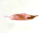 Aedeagus; Richmond County; Jim Petranka.