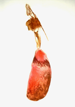 Female genitalia; Madison County; Jim Petranka. 