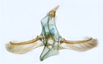 Male genitalia; North Carolina; J.B. Sullivan.