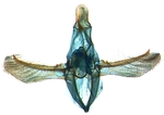 Male genitalia; North Carolina; J.B. Sullivan.