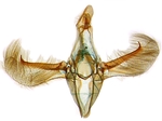 Male genitalia; North Carolina; J.B. Sullivan.