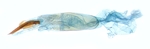 Aedeagus; North Carolina; J.B. Sullivan.