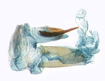 Aedeagus; North Carolina; J.B. Sullivan.