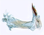 Aedeagus; North Carolina; J.B. Sullivan.