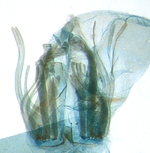 Male tergite; North Carolina; J.B. Sullivan.