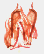 Abdominal Scale tuft; Richmond County; Jim Petranka.