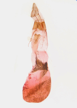 Female genitalia; Richmond County; Jim Petranka.