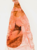 Female genitalia; Richmond County; Jim Petranka.