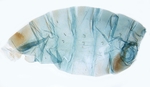 Female pelt; North Carolina; J.B. Sullivan.